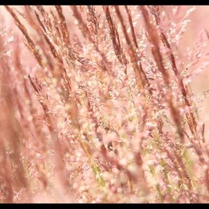 Meet your Posher, Sookie